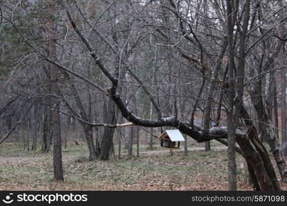 Bird feeder hanging on tree in park 1292. Bird feeder on tree 1292