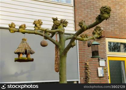 Bird feeders in a spring Dutch town