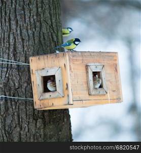 bird feeders. tree house for the birds. Bird feeder in winter park.