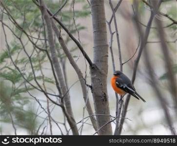 bird flame robin robin