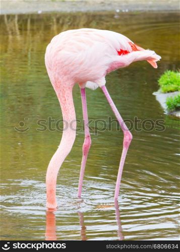 Bird flamingo walking in the water, head down