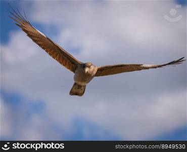 bird flying bird sky ornithology