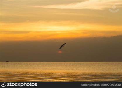 Bird flying in the sea in the evening when the sun is about to fall.