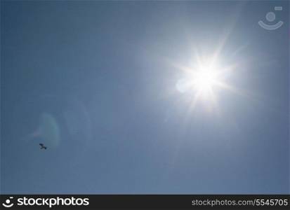 Bird flying in the sky against shining sun, Hecla Grindstone Provincial Park, Manitoba, Canada