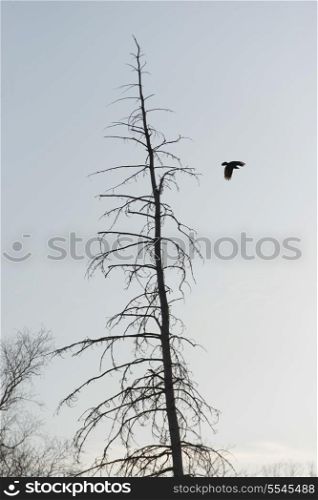 Bird flying over a bare tree, Hecla Grindstone Provincial Park, Manitoba, Canada