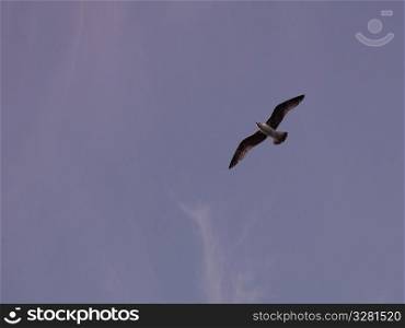 Bird flying over Naples