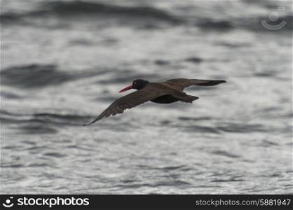 Bird flying over the Pacific Ocean, Skeena-Queen Charlotte Regional District, Haida Gwaii, Graham Island, British Columbia, Canada