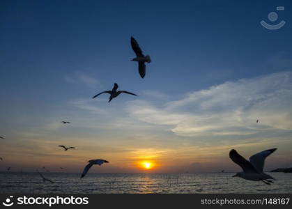 bird flying with sea sunset