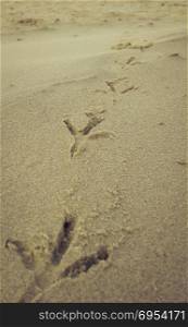 Bird footprints on sand beach.