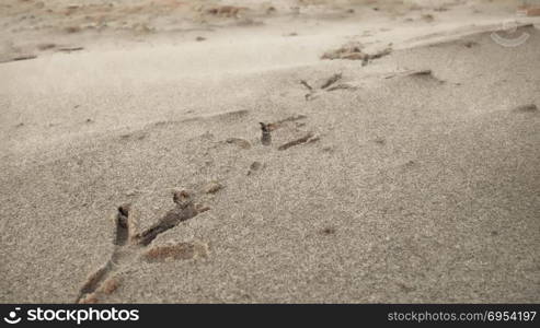 Bird footprints on sand beach.