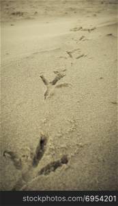 Bird footprints on sand beach.