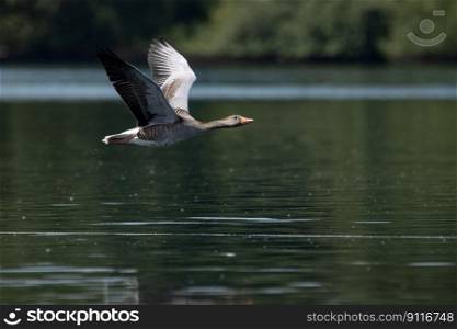 bird goose ornithology species