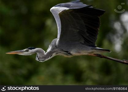 bird gray heron flight heron