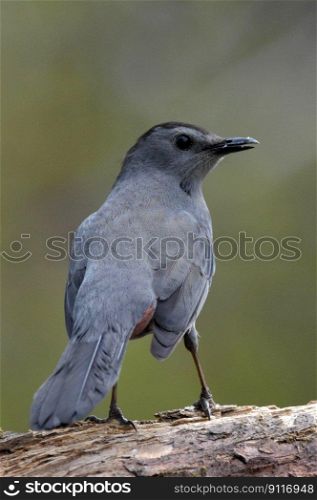 bird grey catbird ornithology