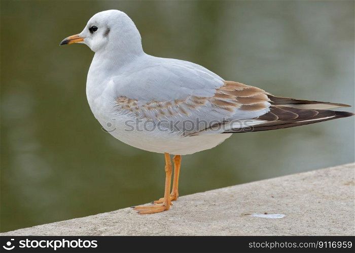 bird gull white bird lake avian