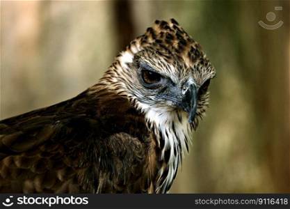 bird hawk predator wild bird beak