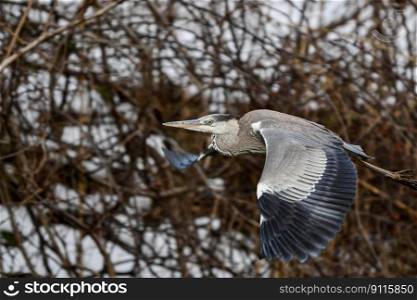 bird heron ornithology species