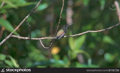 bird hummingbird ornithology