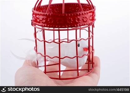Bird in a birdcage