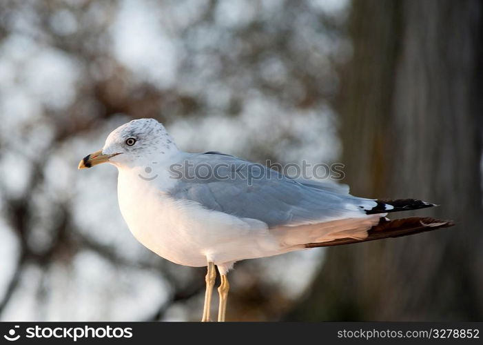 Bird in Chicago