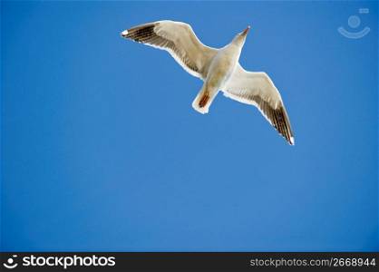 Bird in flight against blue sky, low angle view