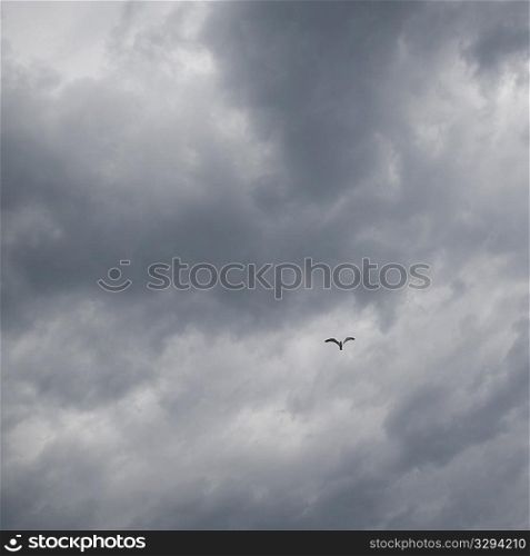 Bird in flight and storm clouds over Lake of the Woods, Ontario