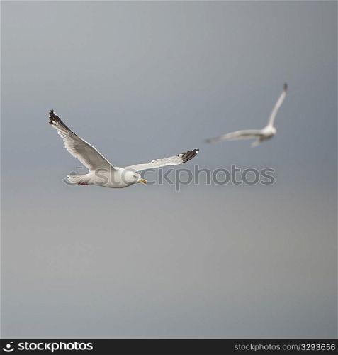 Bird in flight at Lake of the Woods, Ontario