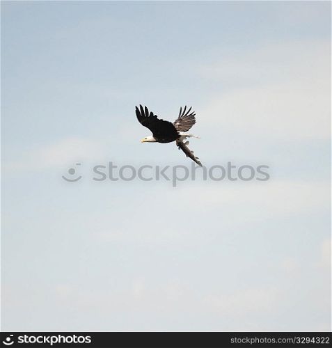 Bird in flight over Lake of the Woods, Ontario