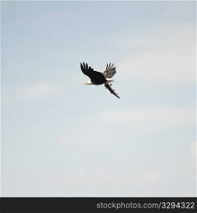 Bird in flight over Lake of the Woods, Ontario