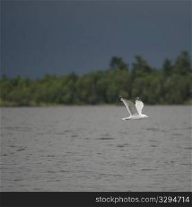 Bird in flight over water at Lake of the Woods, Ontario