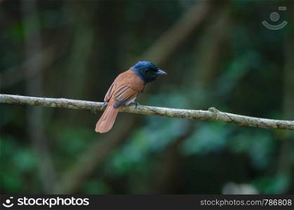 Bird in nature, Asian paradise flycatcher perching on a branch