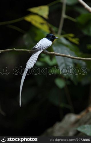 Bird in nature, asian paradise flycatcher perching on a branch