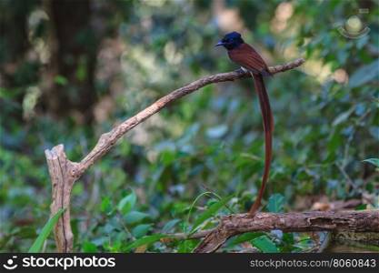 Bird in nature, asian paradise flycatcher perching on a branch