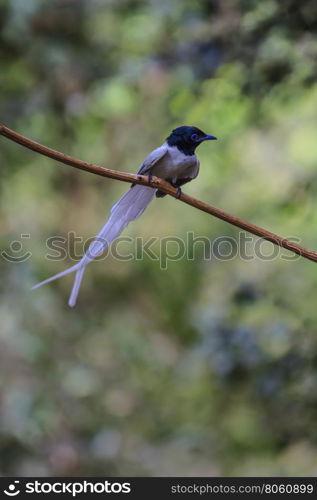 Bird in nature, asian paradise flycatcher perching on a branch