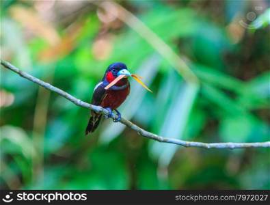 Bird in nature, Black-and-Red Broadbill perching on a branch