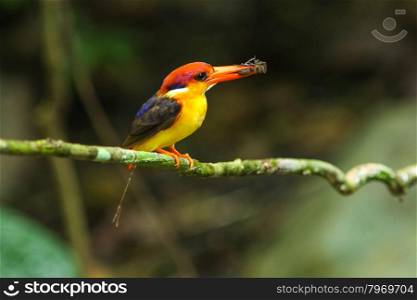 Bird in nature, black-backed (oriental dwaft) kingfisher on the branch in nature