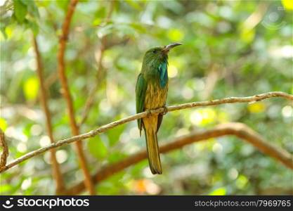 Bird in nature, Blue-bearded Bee-eater perching on a branch
