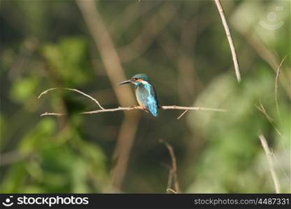 Bird in nature, Common Kingfisher perching on a branch