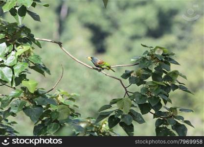 Bird in nature, Great Barbet perching on a branch
