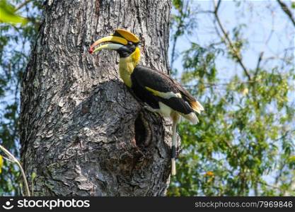 Bird in nature, Great Hornbill perching on a branch