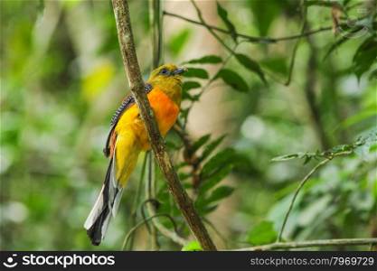Bird in nature, Orange-breasted Trogon perching on a branch