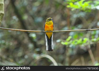Bird in nature, Orange-breasted Trogon perching on a branch