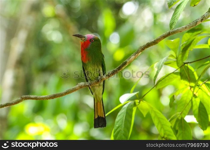 Bird in nature, Red-bearded Bee-eater perching on a branch