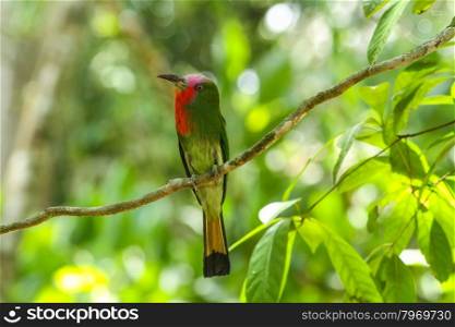 Bird in nature, Red-bearded Bee-eater perching on a branch