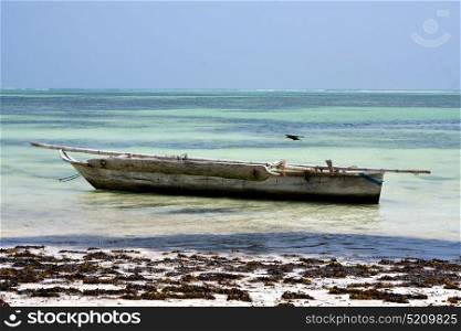 bird in the blue lagoon relax of zanzibar africa coastline boat pirague