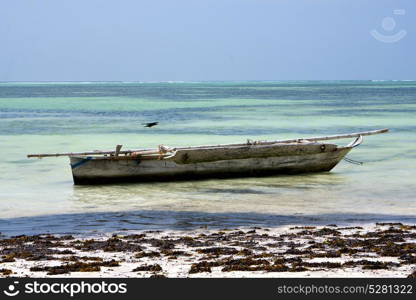 bird in the blue lagoon relax of zanzibar africa coastline boat pirague