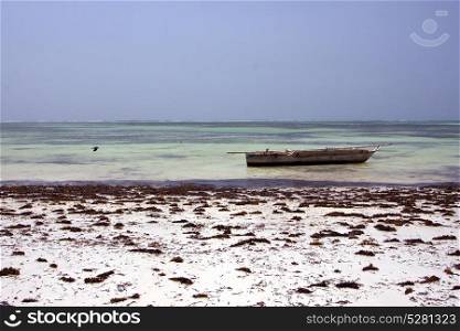 bird in the blue lagoon relax of zanzibar africa coastline boat pirague