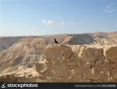 Bird in the Masada fortress in Israel