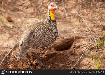 Bird in the savannah of Kenya