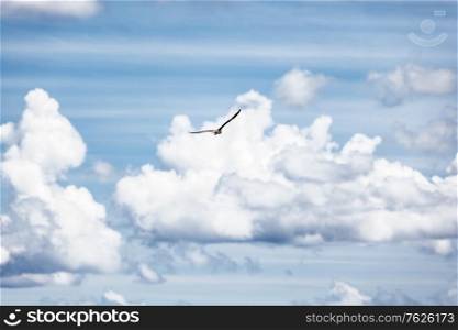 Bird in the sky, blue cloudy sky background, beautiful seagull flying high up in the sky, conceptual image of getaway and freedom